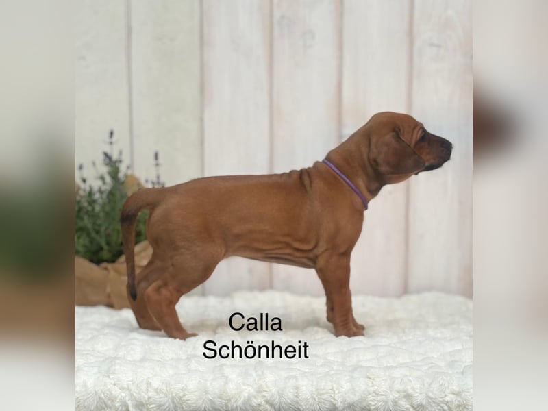 Rhodesian Ridgeback Flower Power Gang