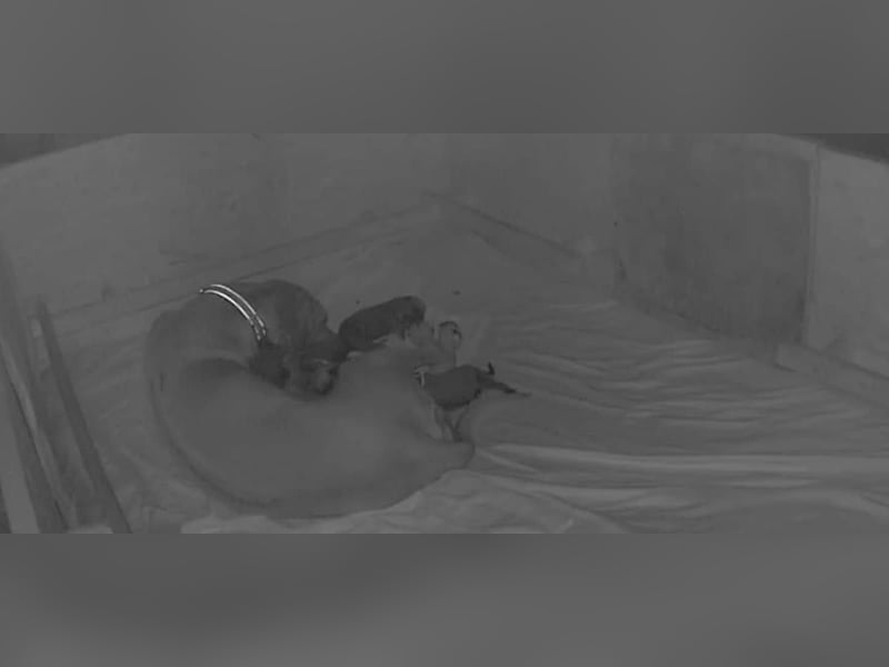 Rhodesian Ridgeback Welpen Abgabe ab November 2025 aus Leipzig