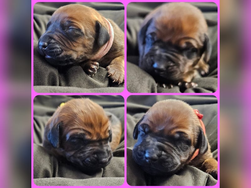 Rhodesian Ridgeback Welpen Abgabe ab November 2025 aus Leipzig