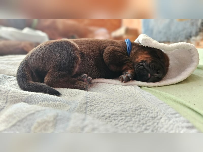 Rhodesian Ridgeback Welpen Abgabe ab November 2025 aus Leipzig