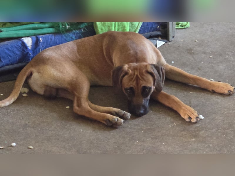 Rhodesian Ridgeback Rüde