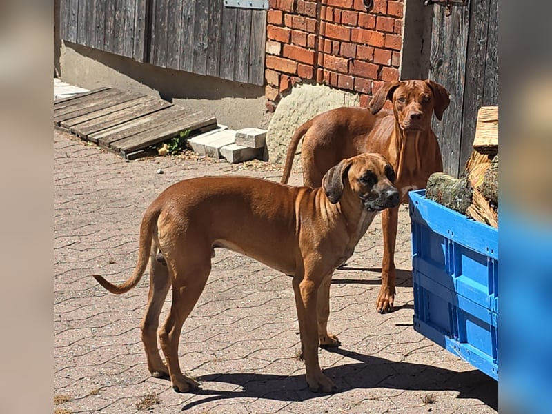 Rhodesian Ridgeback Rüde