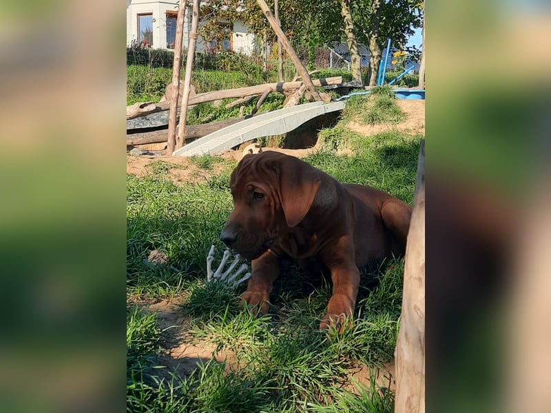 Szczeniaki  Rhodesian Ridgeback/ Pies/Suka Rhodesian Ridgeback/ welpen rhodesian