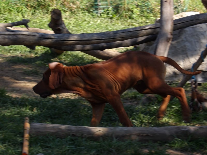 Szczeniaki  Rhodesian Ridgeback/ Pies/Suka Rhodesian Ridgeback/ welpen rhodesian