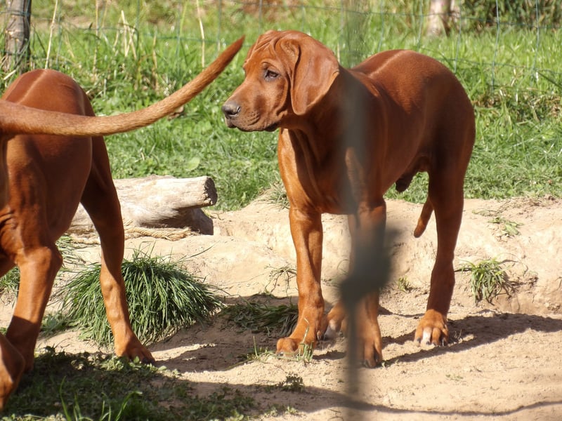 Szczeniaki  Rhodesian Ridgeback/ Pies/Suka Rhodesian Ridgeback/ welpen rhodesian