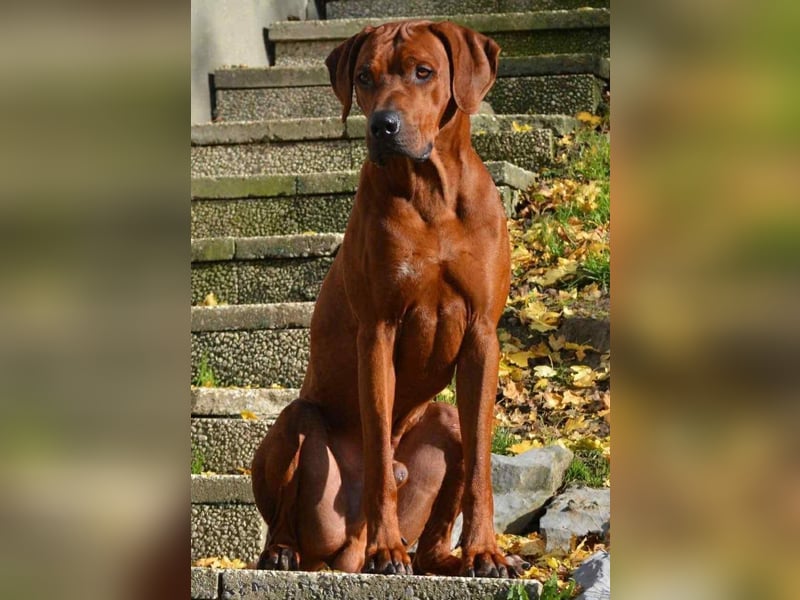 Wurfankündigung Rhodesian Ridgeback Welpen