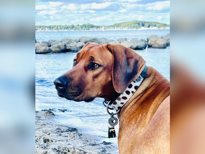 Wurfankündigung Rhodesian Ridgeback Welpen