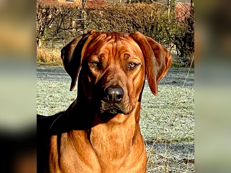 Wurfankündigung Rhodesian Ridgeback Welpen