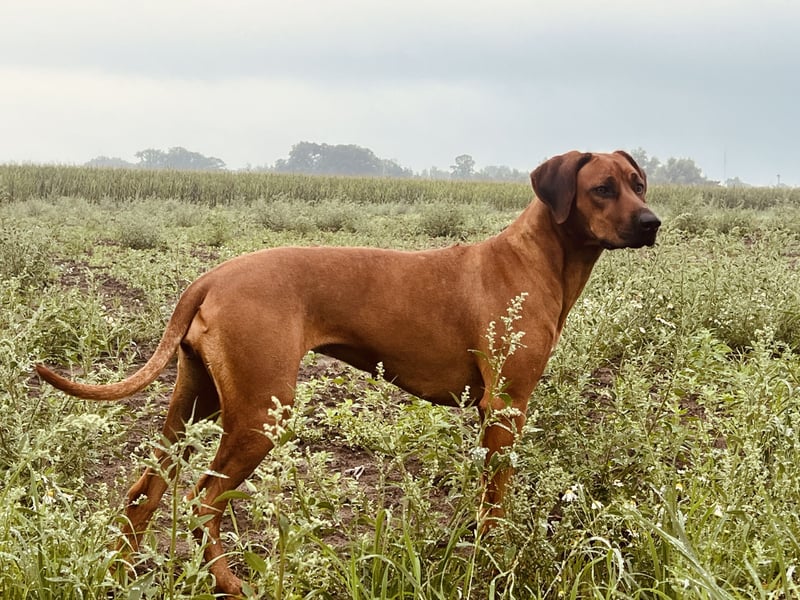 Wurfankündigung Rhodesian Ridgeback Welpen
