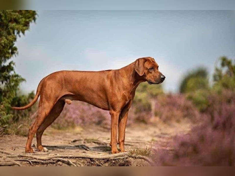 Wurfankündigung Rhodesian Ridgeback Welpen