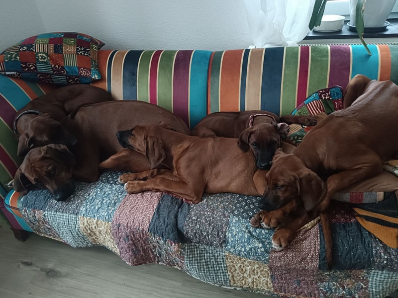 Rhodesian Ridgeback t