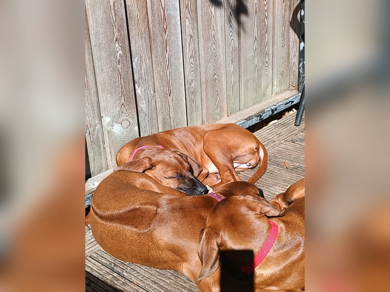 Rhodesian Ridgeback t