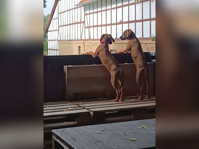 Rhodesian Ridgeback t