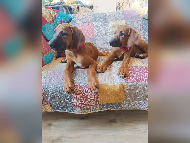 Rhodesian Ridgeback t