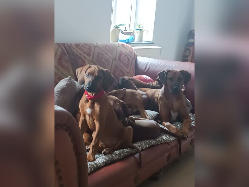 Rhodesian Ridgeback t