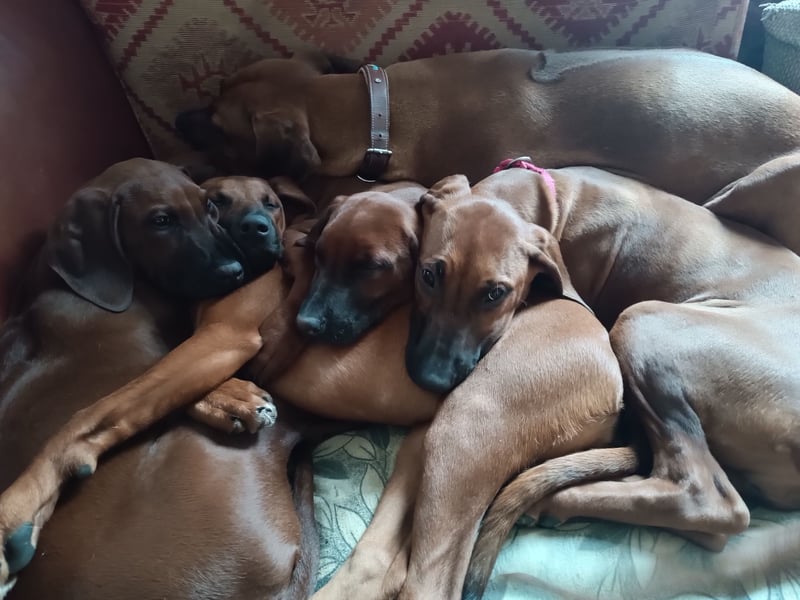 Rhodesian Ridgeback t