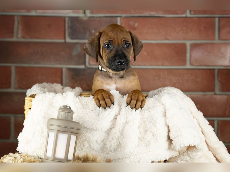 Dhoruba ya Roho A Wurf