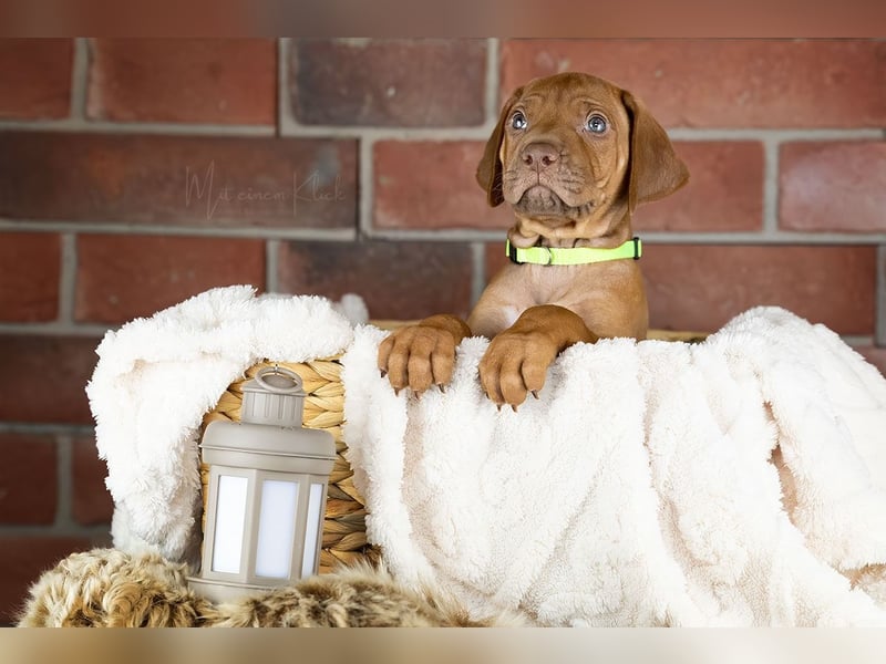 Dhoruba ya Roho A Wurf