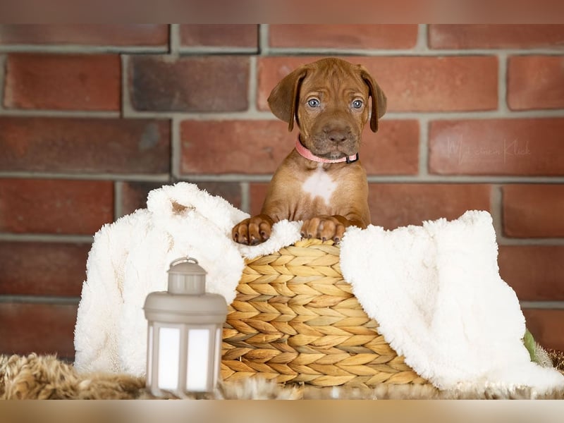 Dhoruba ya Roho A Wurf