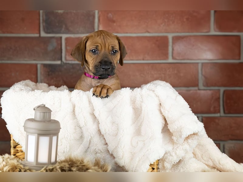 Dhoruba ya Roho A Wurf