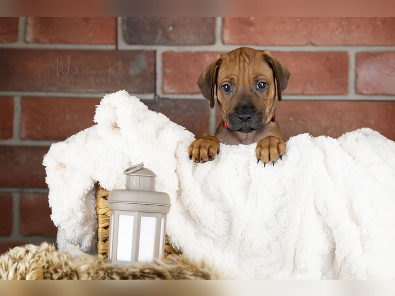 Dhoruba ya Roho A Wurf