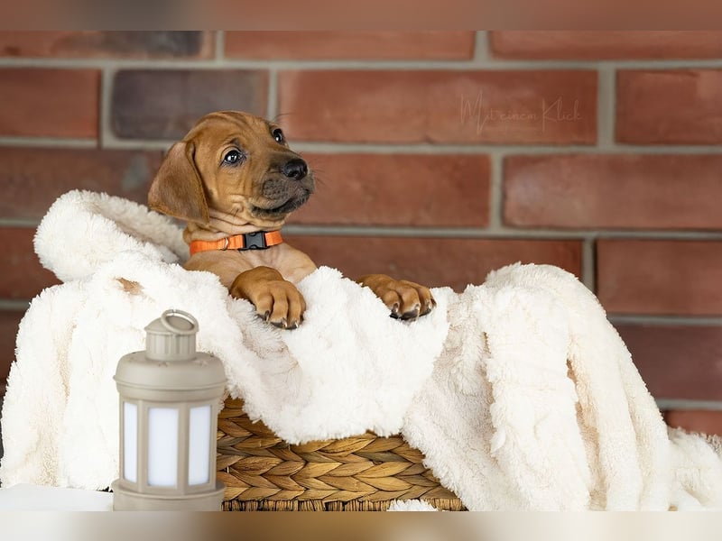 Dhoruba ya Roho A Wurf