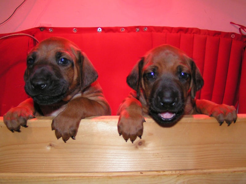 Rhodesian Ridgeback Welpen