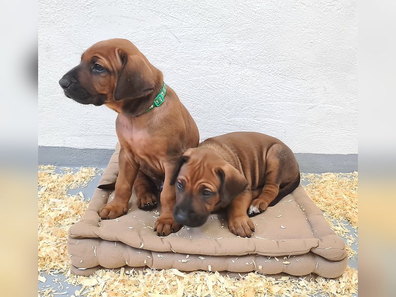 Rhodesian Ridgeback Welpen