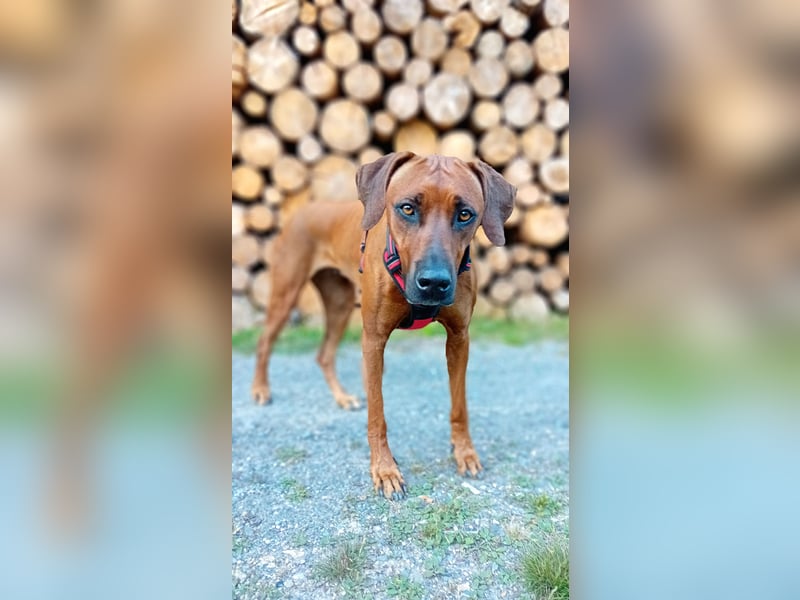 Rhodesian Ridgeback Welpen