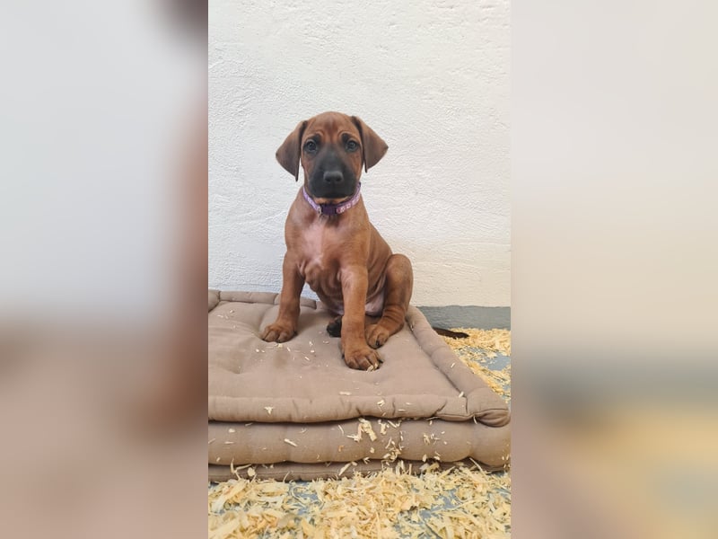 Rhodesian Ridgeback Welpen