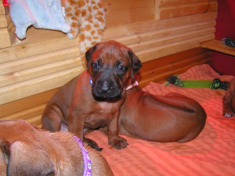 Rhodesian Ridgeback Welpen