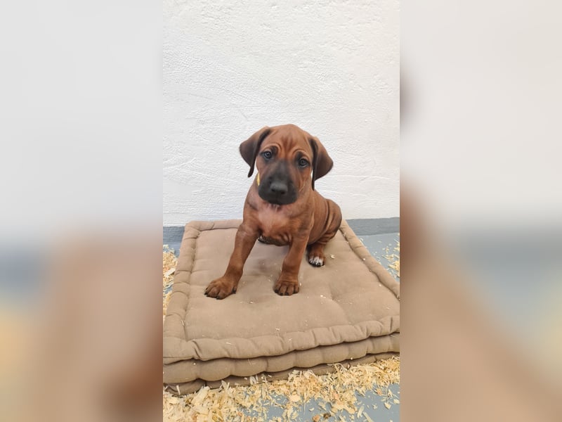 Rhodesian Ridgeback Welpen