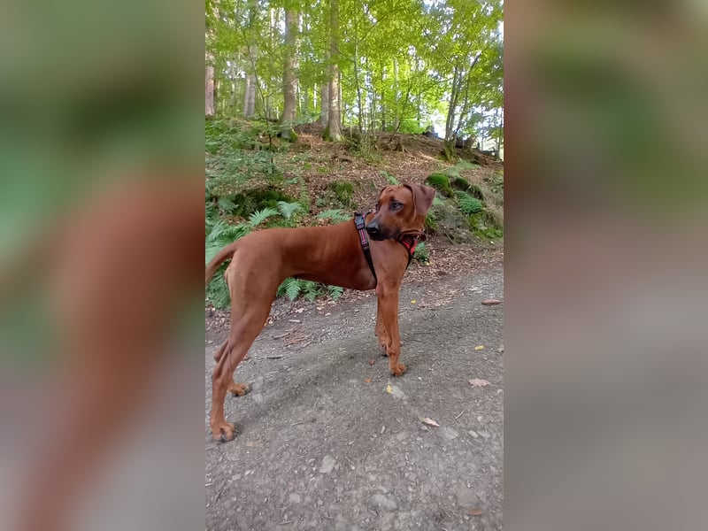 Rhodesian Ridgeback Welpen