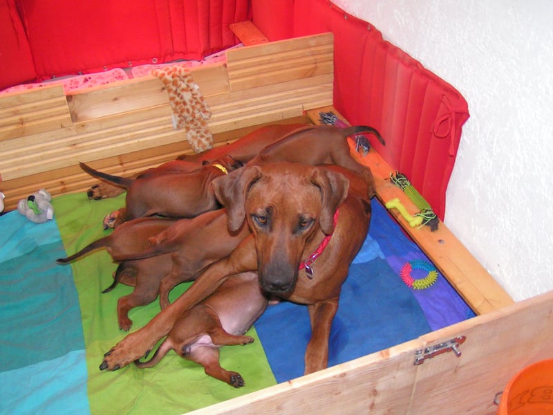 Rhodesian Ridgeback Welpen