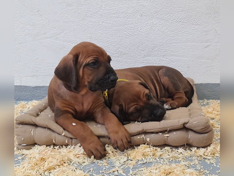 Rhodesian Ridgeback Welpen