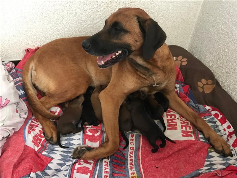 Rhodesian Ridgeback  Junghunde