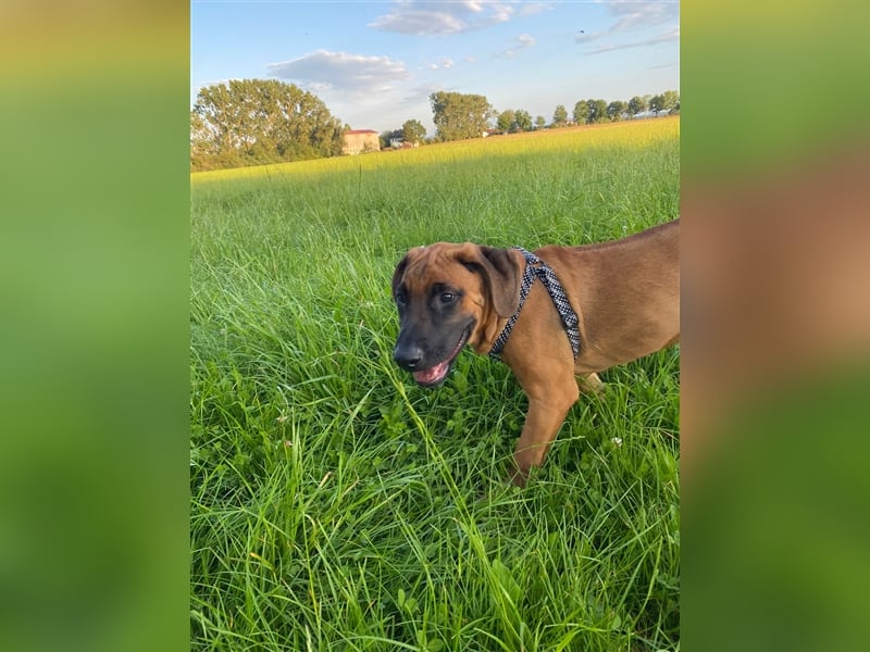 Rhodesian Ridgeback  Junghunde