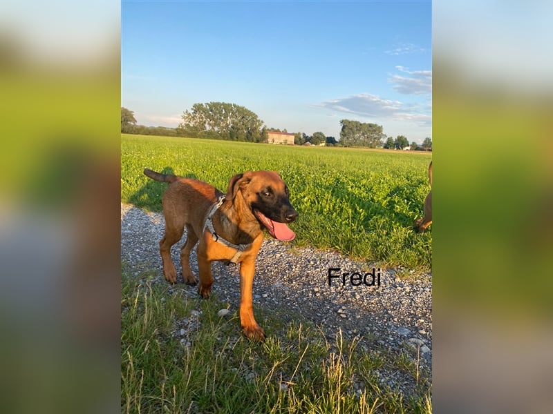 Rhodesian Ridgeback  Junghunde