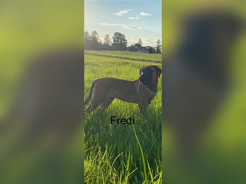 Rhodesian Ridgeback  Junghunde