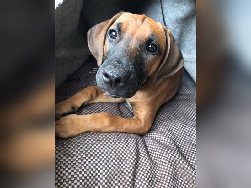 Rhodesian Ridgeback  Junghunde