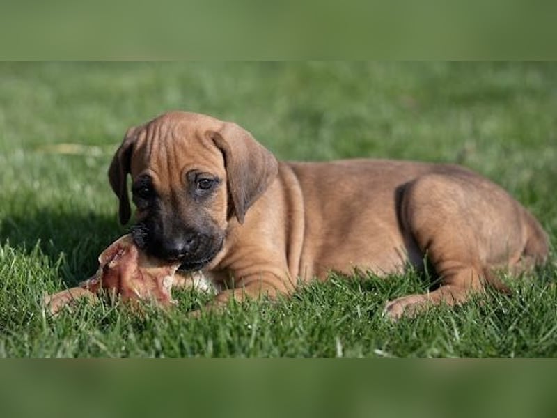 Rhodesian Ridgeback Welpen