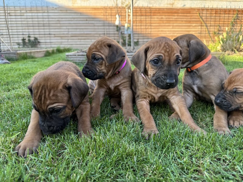 Rhodesian Ridgeback Welpen