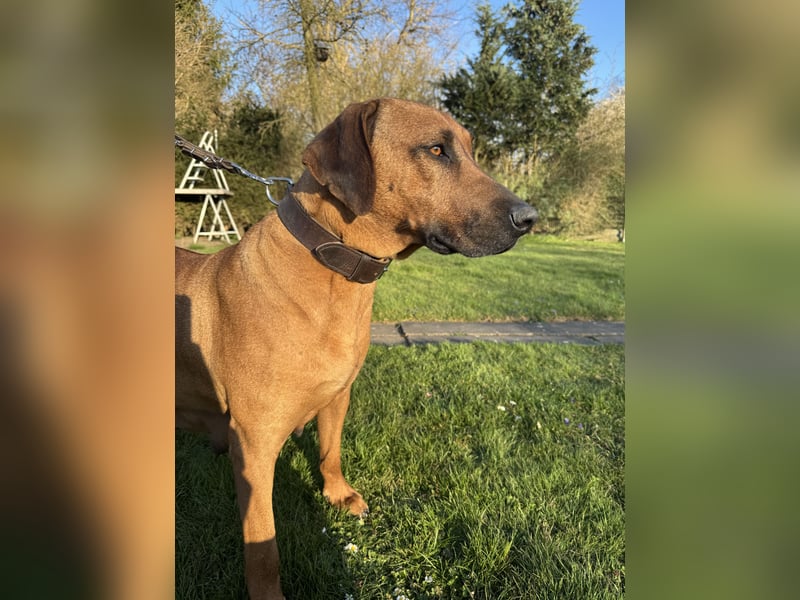Rhodesian Ridgeback Welpen