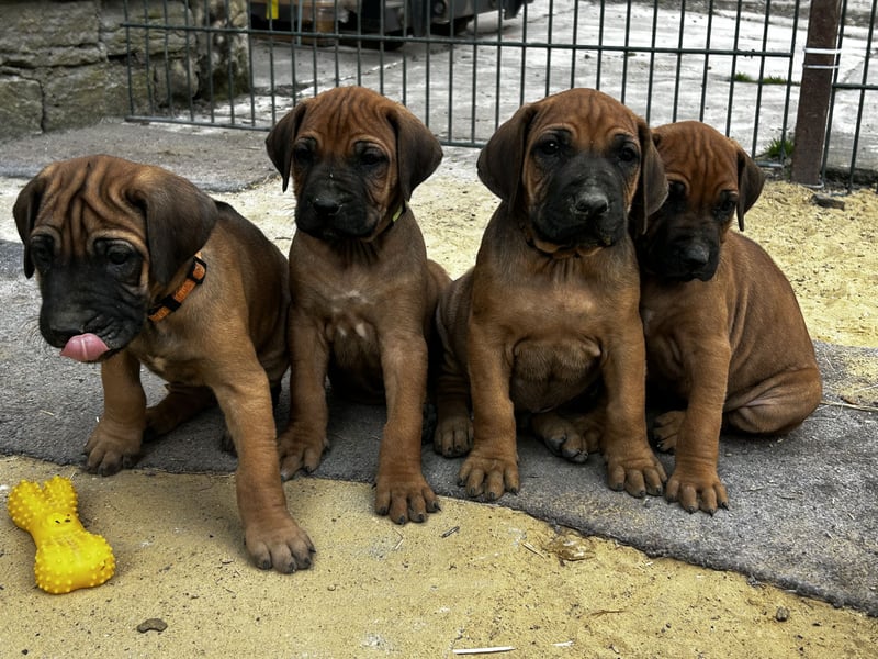 Rhodesian Ridgeback Welpen