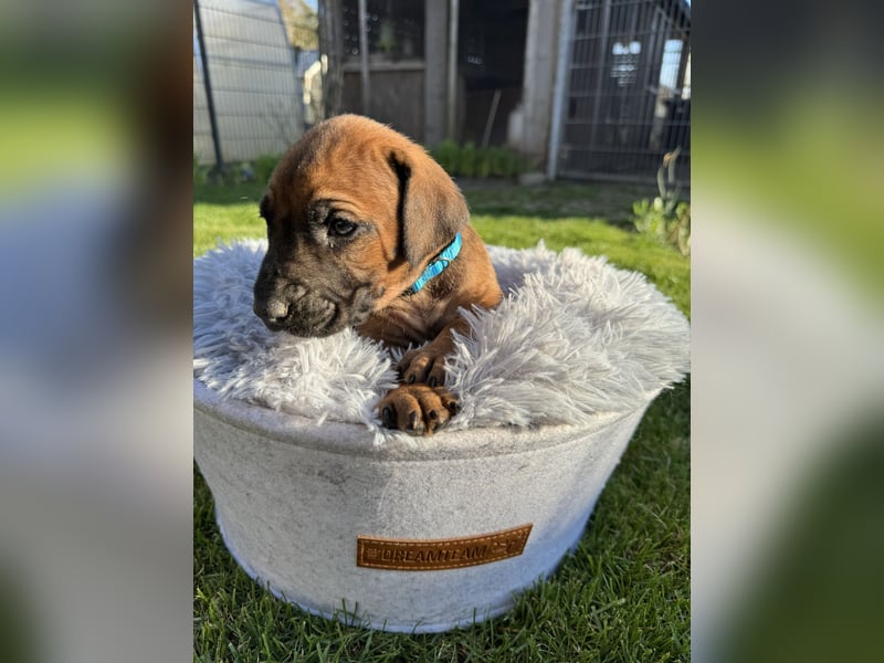 Rhodesian Ridgeback Welpen