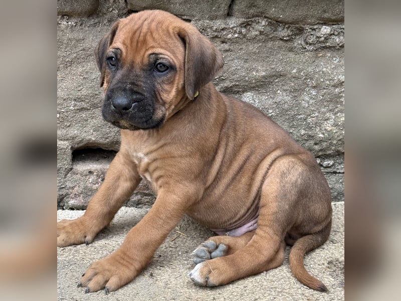 Rhodesian Ridgeback Welpen