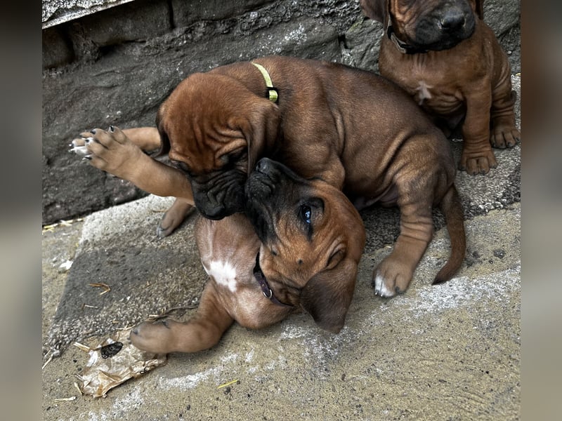 Rhodesian Ridgeback Welpen
