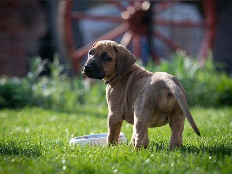 Rhodesian Ridgeback Welpen