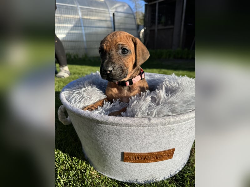 Rhodesian Ridgeback Welpen