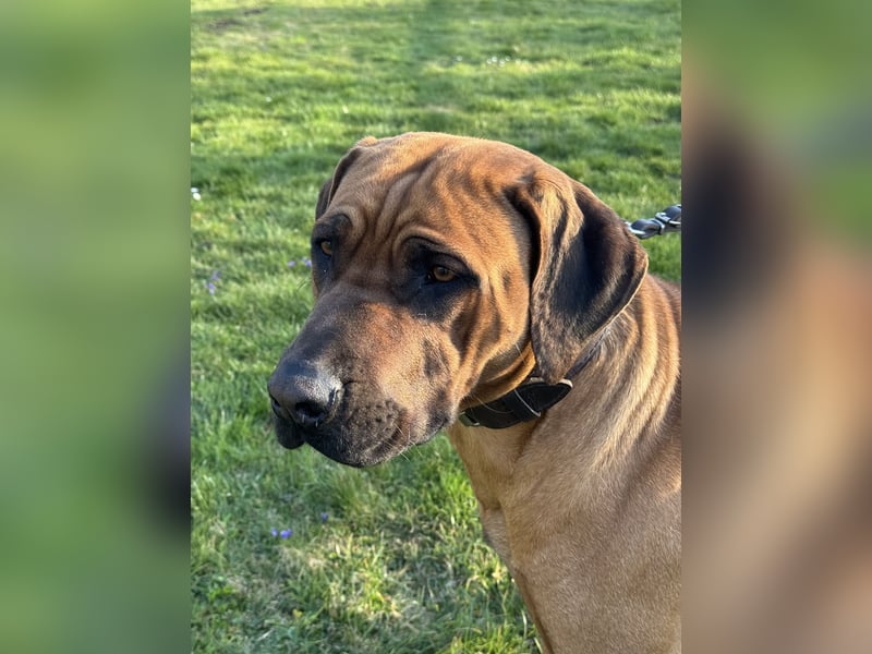 Rhodesian Ridgeback Welpen